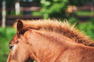 Chestnut mane on young horse close-up. Red mane hair of a draft foal