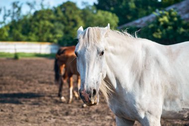 Portrait of an angry horse in a herd in the paddock. Grey angry mare lays its ears back
