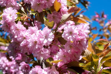 Baharda pembe çiçekli Japon kirazı (sakura). Bahçede kiraz çiçeklerinin açtığı güzel çiçeklerin yakın çekimi. Seçici odak