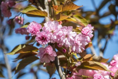 Baharda pembe çiçekli Japon kirazı (sakura). Bahçede kiraz çiçeklerinin açtığı güzel çiçeklerin yakın çekimi. Seçici odak