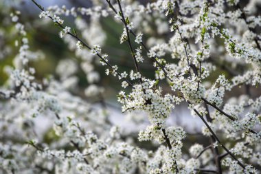 Blackthorn (veya Prunus spinosa) ilkbaharda çiçek açar. Beyaz çiçeklerin bir dala yakın konumu, seçici odak