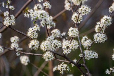 Güzel Prunus spinosa çiçekleri ilkbaharda açar. Bahçede açan beyaz siyah dikenli çiçeklerin yakın çekimi. Dallarda beyaz çiçekler, seçici odak