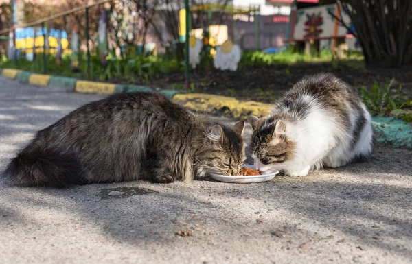 Две Бездомные Голодные Кошки Едят Пищу Которую Дают Добровольцы Бродячие — стоковое фото