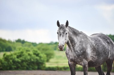 Çayırdaki gri Orlov Trotter atı portresi. Güzel gri kısrak bir çayırda dinleniyor. Metin için yapıştırma yeri kopyala