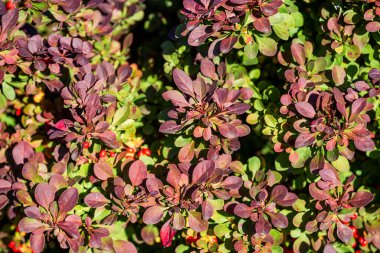 Berberis Thunbergii DC 'nin çalılıklarında güzel mor yapraklar. Sonbaharda güneşli bir günde. Japon böğürtleninin kırmızı-mor yapraklarının seçici odak noktası. Doğa arkaplanı