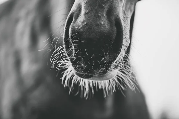 The nose of a dark horse with whiskers in black and white. Muzzle of a horse close up. Horse whiskers detail