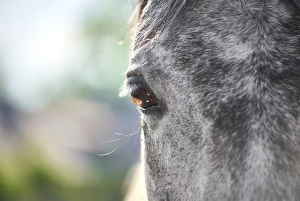 stock image Beautiful eye of a grey horse close-up. Brown eye with white eyelashes
