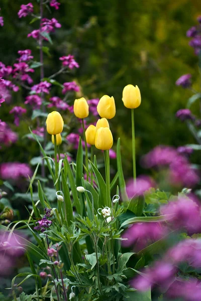 Žluté Tulipány Kvetou Společně Lunaria Annua Květinovém Záhonu Bokeh Květinové — Stock fotografie