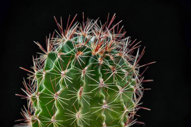 Thelocactus setispinus 'a yakın plan. Uzun kırmızı iğneli yeşil kaktüs. Seçici odak