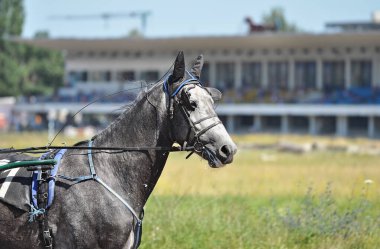 Portrait of a grey Orlov horse in motion on hippodrome. Harness horse racing.