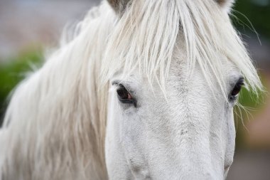 Beyaz kirpikli bir atın gözünün yakın çekimi. Uzun beyaz kaküllü gri at kafası