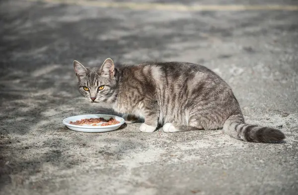 Evsiz ve aç kedi gönüllülerin verdiği yiyecekleri yer. Sokak kedisi sokakta yemek yiyor. Beyaz bir kaseden kedi ıslak yemek yiyor.