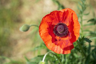 Güneşli bir günde bahçedeki büyük kırmızı Papaver oryantal çiçeği. Yaprakları ve erkek organları olan doğulu gelincik çiçeğinin yakın çekimi.