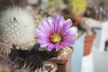 Echinocereus reichenbachii blooms with big purple flower among other cactus. Beautiful flower with yellow stamens. Cactus collection clipart