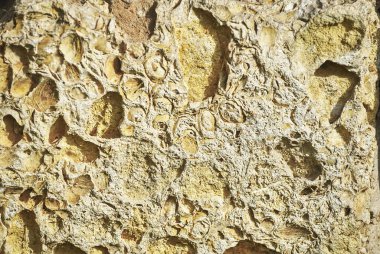 Yıpranmış sarı kabuk taşının dokusuna yakın çekim. Görünür deniz kabukları içeren doğa kabuk taş dokusu