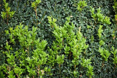 Yeşillik çalı kutusuna yakın çekim. Buxus sempervirens çalısı üzerinde parlak yeşil yapraklar (ya da Avrupa kutusu)