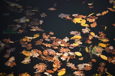 Suyun yüzeyinde düşen sonbahar yaprakları. Karanlık bir su yüzeyinde sarı sonbahar yaprakları