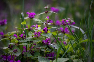 Güzel mor Lamium maculatum L. İlkbaharda çiçek açıyor. Görülen Ölü Isırgan ormanda çiçek açar