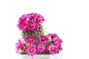 Mammillaria zeilmanniana cactus blooms on a white background. Beautiful cactus with small fuchsia flowers in a white pot clipart