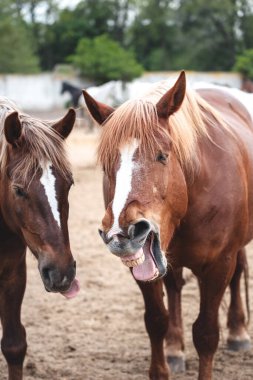 Kestane rengi iki atın komik portresi. Bir kısrak esniyor ve diğeri dilini çıkarıyor. Gülen bir atın komik portresi.