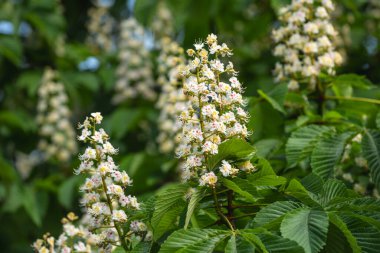 Kestane ağacı (ya da Aesculus hippocastanum) baharın sonlarında koni şeklinde çiçek kümeleriyle çiçek açar. Kestane ağacının beyaz çiçekli dallarına yakın çekim