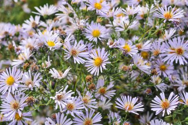 Sonbaharda Symphyotrichum Lanceolatum (veya Panik Aster) çiçekleri açar. Bahçede güzel liyak tostları yetişiyor.