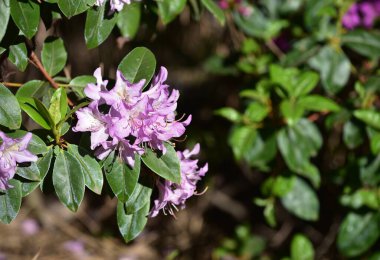 İlkbaharda açan güzel mor Rhododendron racemosum. Bahçede açan leylak rengi racemose rhododendron çiçeklerinin yakın çekimi