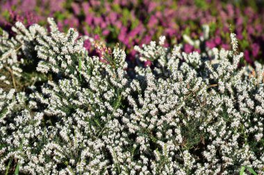 Güzel beyaz Erica Darleyensis baharda bahçede çiçek açar. Kışın çiçeklerinin küçük beyaz çiçekleri pembe çiçeklerin arka planında çiçek açar.