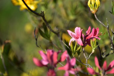 Güzel pembe Rhododendron Roseum Rehder diğer çiçeklerin arasında bahçede çiçek açar. Baharda açan yabani açelya çiçeklerine yakın çekim