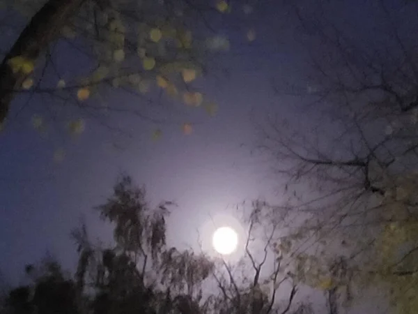 Mooie Nachthemel Met Bomen Takken — Stockfoto