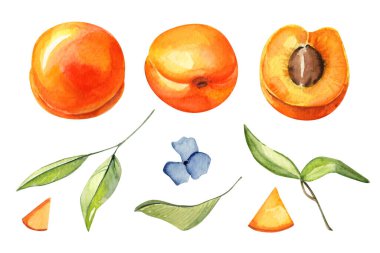 Elle çizilmiş suluboya kayısı ve şeftali seti beyaz arka planda izole edilmiş