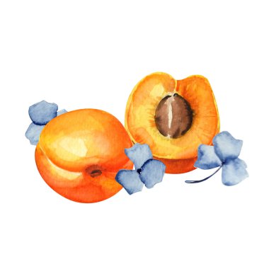 Kayısı suluboya resmi 