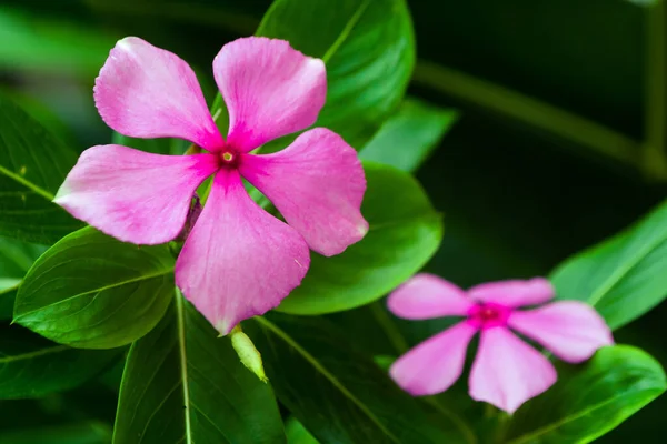 庭の植物で成長しているピンクの花の終わり — ストック写真