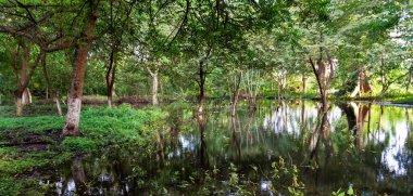 Una pequea laguna dentro de un bosque ropical