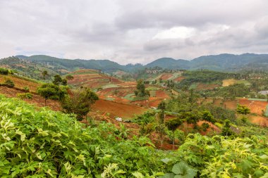 Geniş tarlalar, tarlalı araziler ve tepelik arazide yeşil ekinler. Toprak, ağaçlar ve bulutlu bir gökyüzünün altındaki sisli dağlarla çevrili olarak ekime hazırlanıyor..