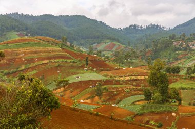 Şehrin yukarısındaki verimli tepelerde yüksek açılı tarım arazisi manzarası. Kırmızı toprak ve yeşil ekinler, bulutlu gökyüzünün altında orman dağları tarafından çerçevelenmiş, tarım için idealdir..