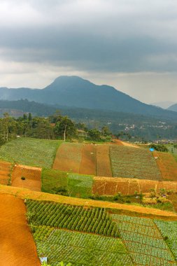 Şiddetli ekin tarlaları ve tepeleriyle panoramik tarım arazisi. Şiddetli yağmur ve bulutlu gökyüzü altındaki uzak bir şehre bakıyor. Kırsal doğa ve kentsel atmosferin bir çerçevede karışımı..