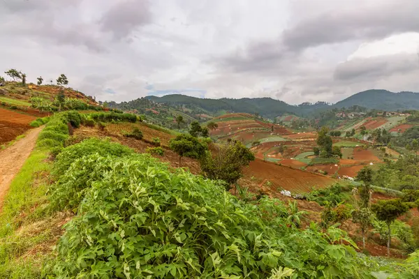 Geniş tarlalar, tarlalı araziler ve tepelik arazide yeşil ekinler. Toprak, ağaçlar ve bulutlu bir gökyüzünün altındaki sisli dağlarla çevrili olarak ekime hazırlanıyor..