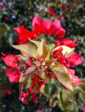 Paisaje lago a la nochecer en las montaas 
