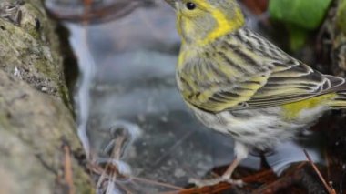 El canario silvestre es una especie de ave paseriforme de la familia de los fringlidos