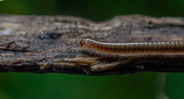 Spiostreptida. Milpis makro naturaleza. 