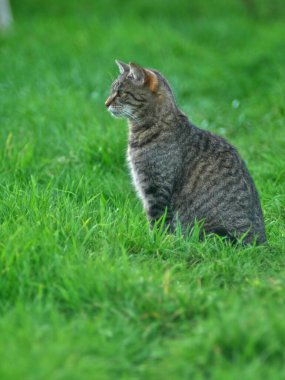 Avrupa tekir kedisi, yeşil doymuş bir çayırda, kopyalama alanı ile.