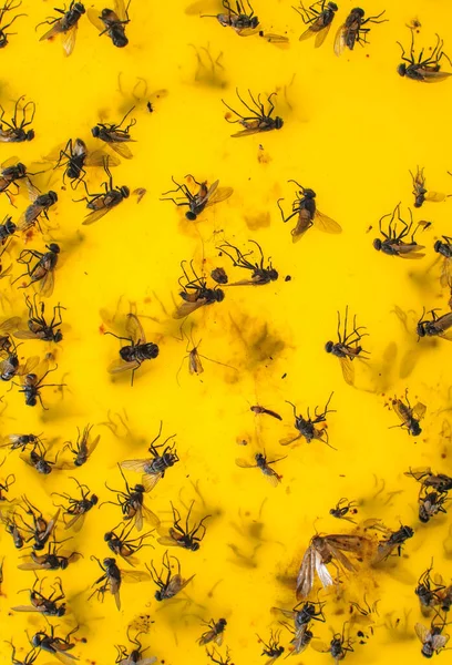 Különböző Rovarok Beleértve Legyek Szúnyogok Ragadt Egy Sárga Ragadós Lap — Stock Fotó