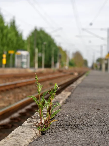 stock image Weed isolated close to a railroad, with perspective.