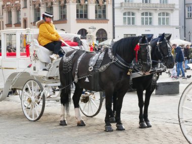 White caleche drawn by two black horses on Krakow main square. 