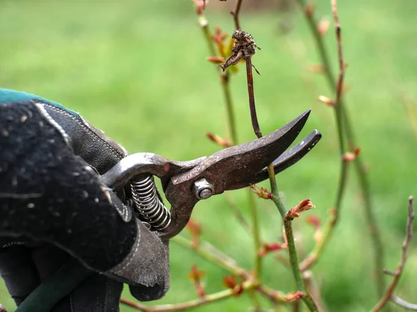 A gloved hand holds pruning shears and cut a bush branch.
