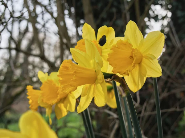 fully opened daffodil heads, low angle