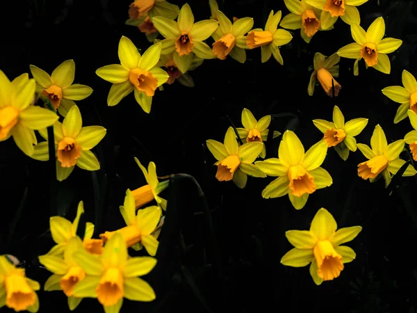 Flores Narciso Desfocadas Isoladas Fundo Escuro — Fotografia de Stock