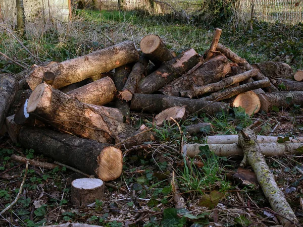 Hromada Řezaných Dřevěných Klád Lese — Stock fotografie
