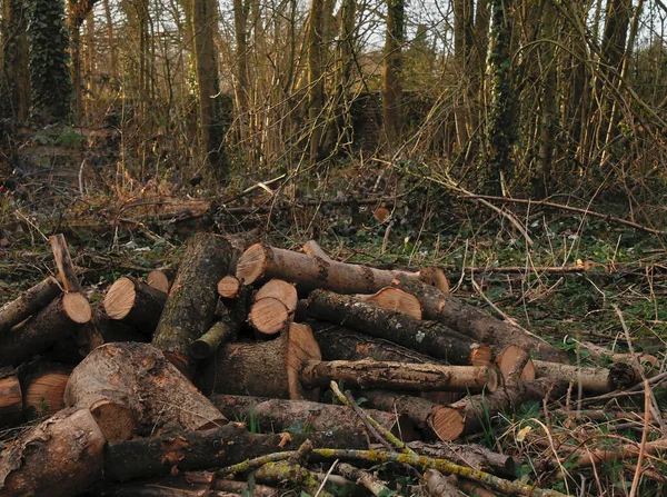 pile of cut wood logs in a forest